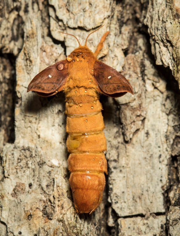 Oakworm moth just after emergence