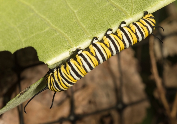 Monarch larva, last instar