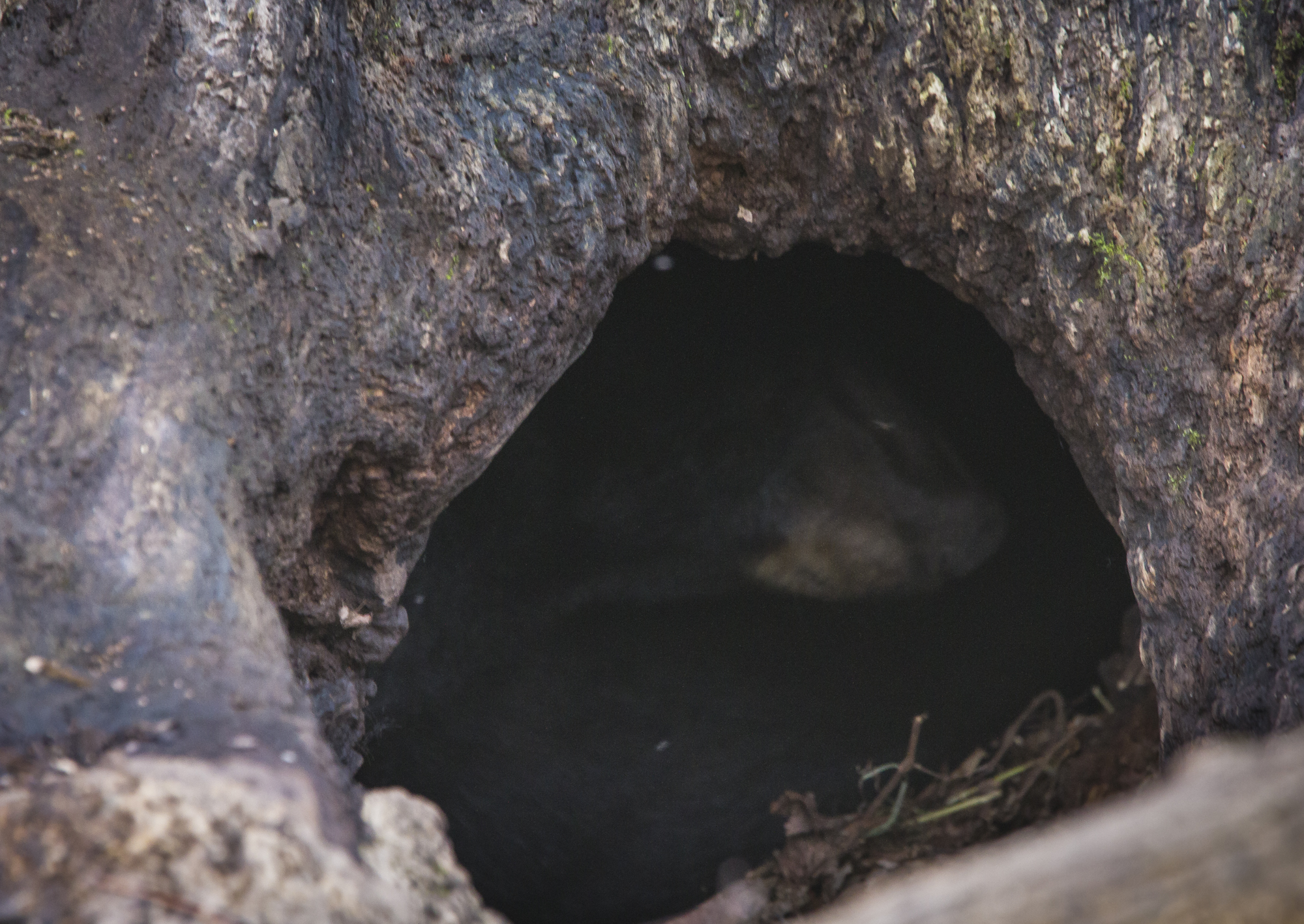 Black bear in tree base - Dowland pic