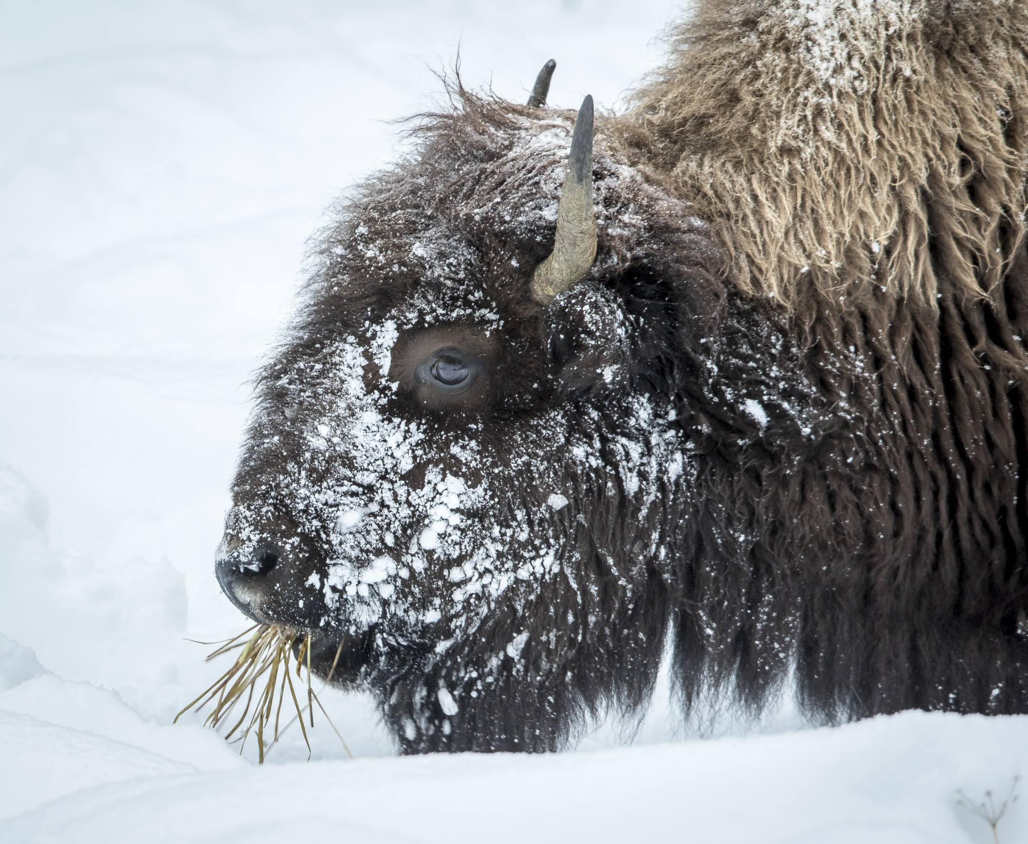 Snowy bison face