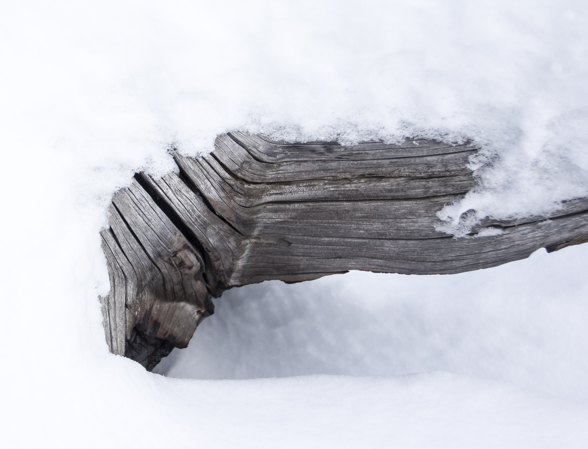 weathered log in snow