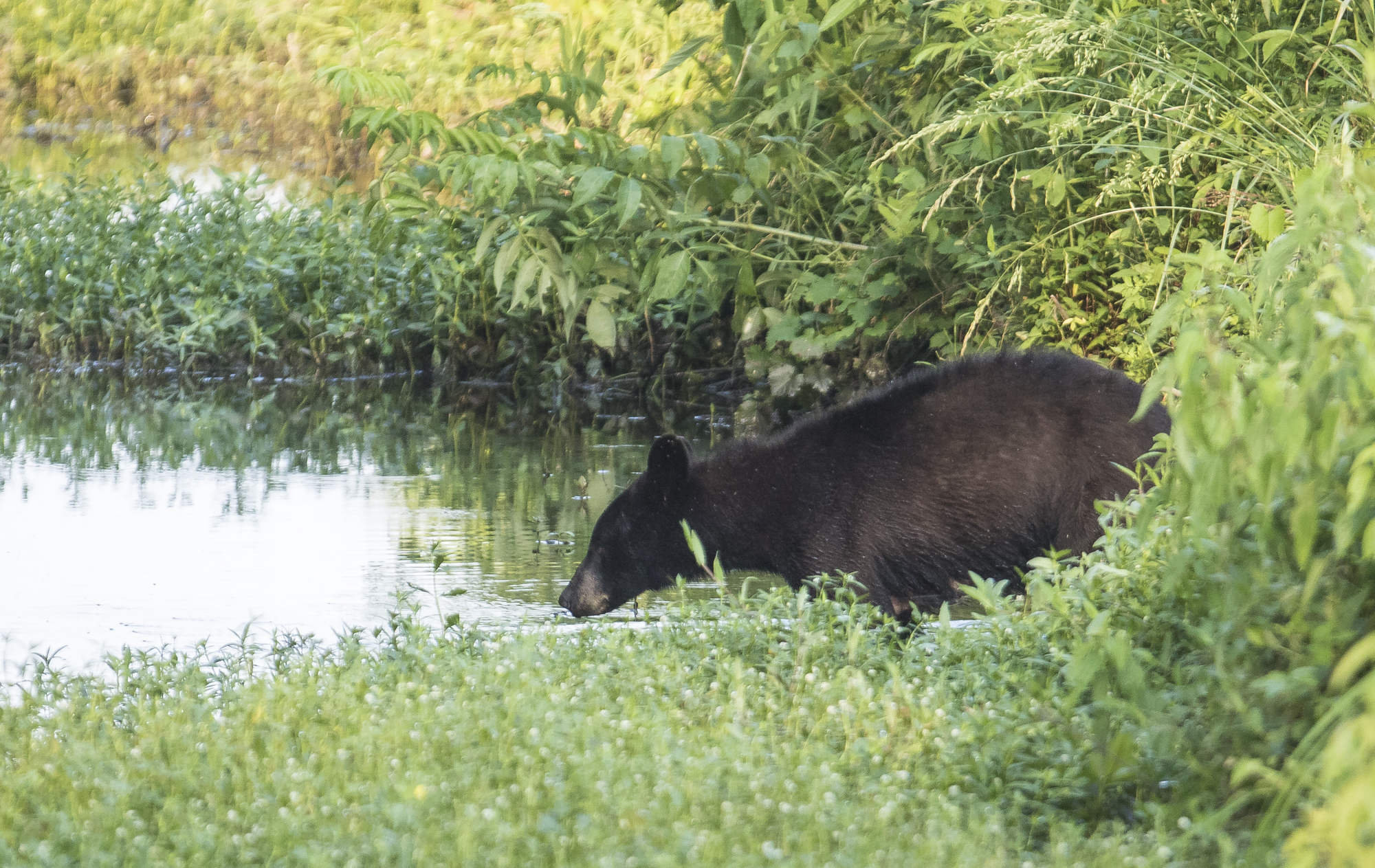 Black bear entering canal