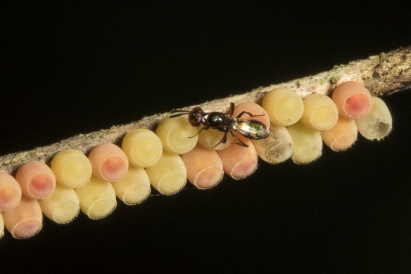 hemipteran eggs and parasitoid wasp 1