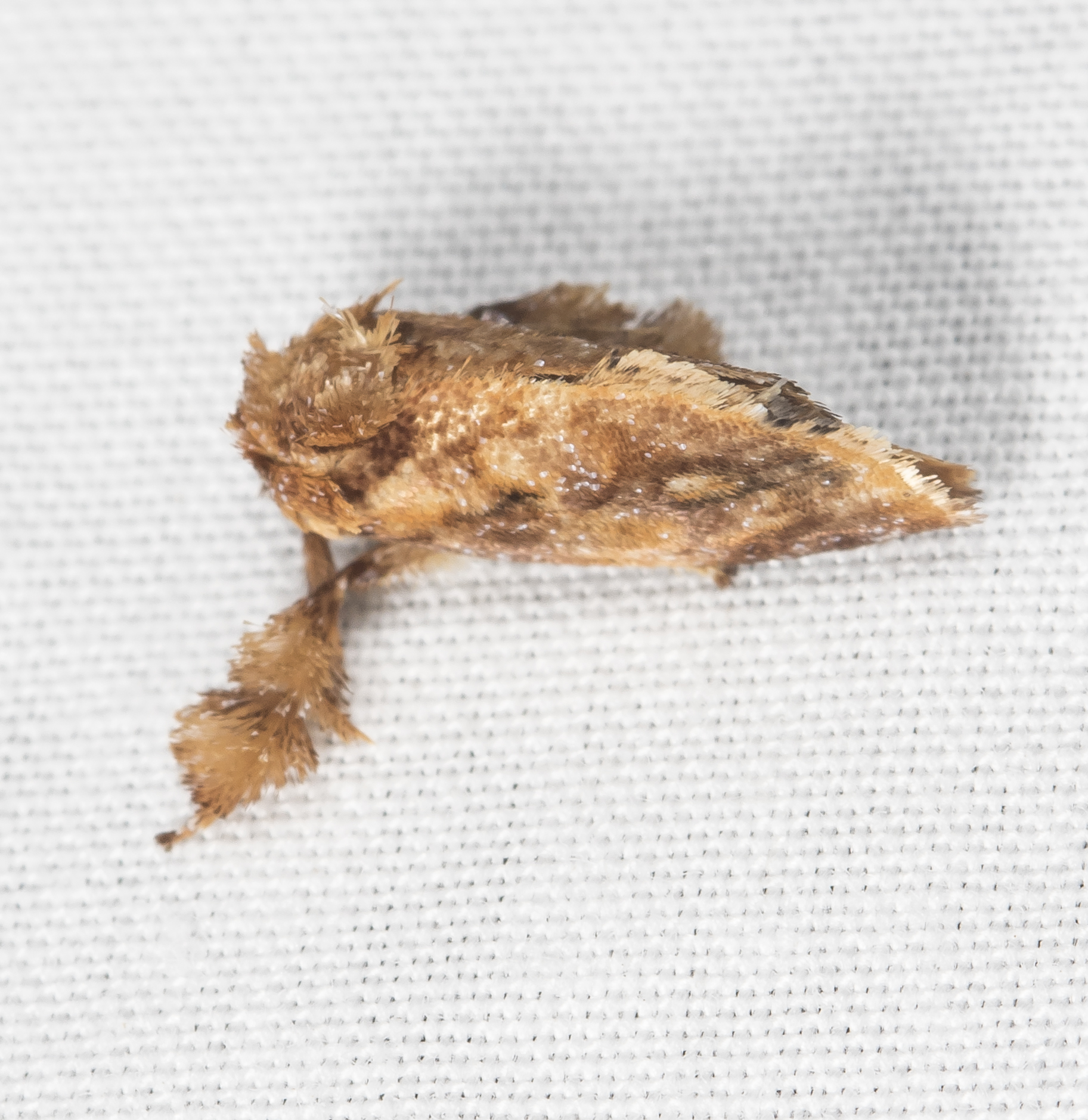 Spun glass slug moth 1, Isochaetes beutenmuelleri