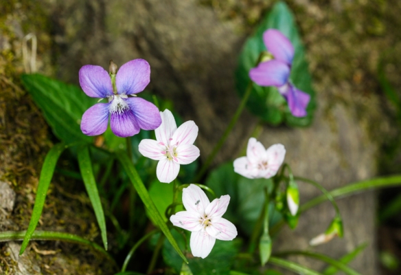 violets and spring beauties