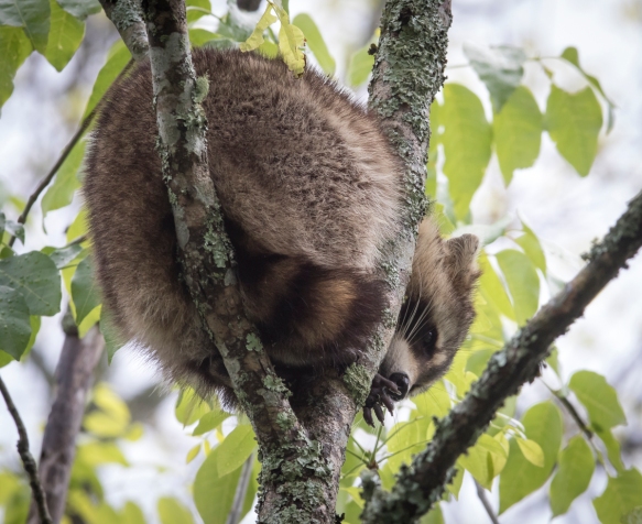 Raccoon in tree